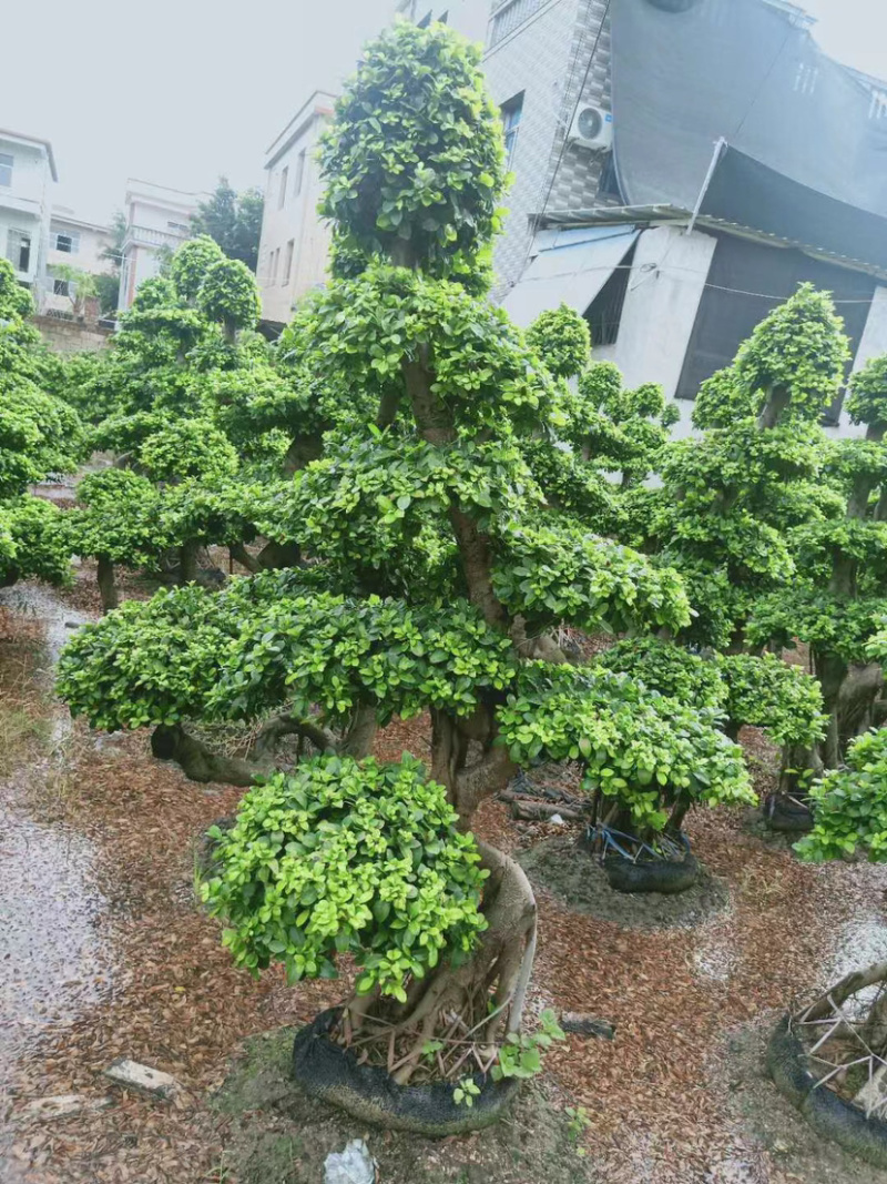 2米高的景观榕树福建漳州榕树盆景种植基地批发