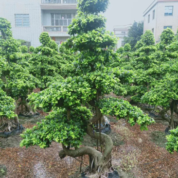 2米高的景观榕树福建漳州榕树盆景种植基地批发