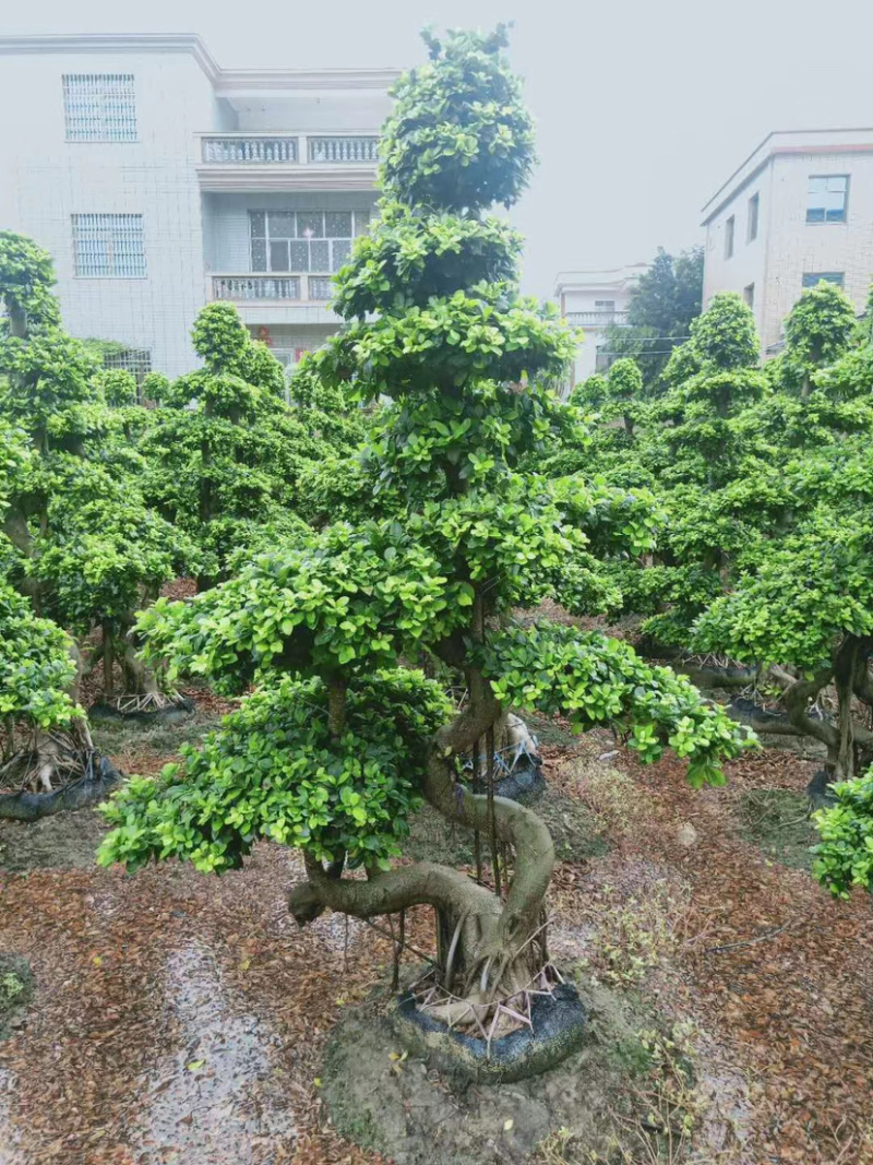 2米高的景观榕树福建漳州榕树盆景种植基地批发