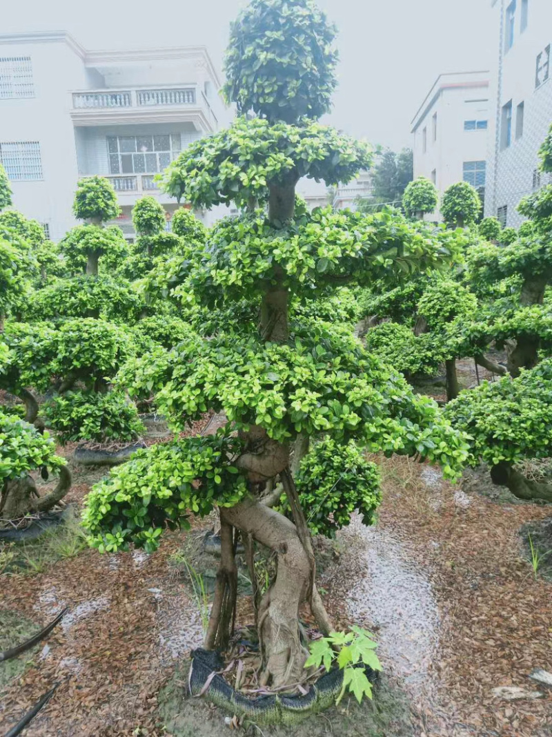 2米高的景观榕树福建漳州榕树盆景种植基地批发
