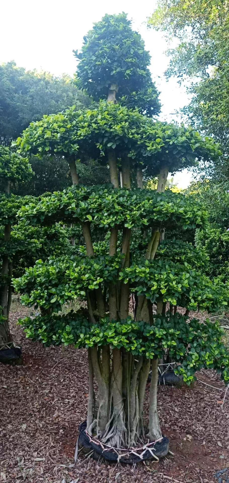 2米高的景观榕树福建漳州榕树盆景种植基地批发