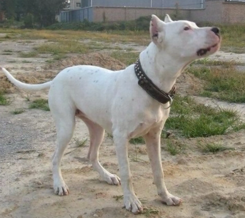 阿根廷杜高犬，狩猎犬品种齐全全国包邮包成活