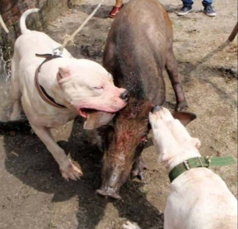 阿根廷杜高犬，狩猎犬品种齐全全国包邮包成活