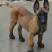 马犬科目马犬纯种马犬护卫犬牧羊犬品种齐全，包邮