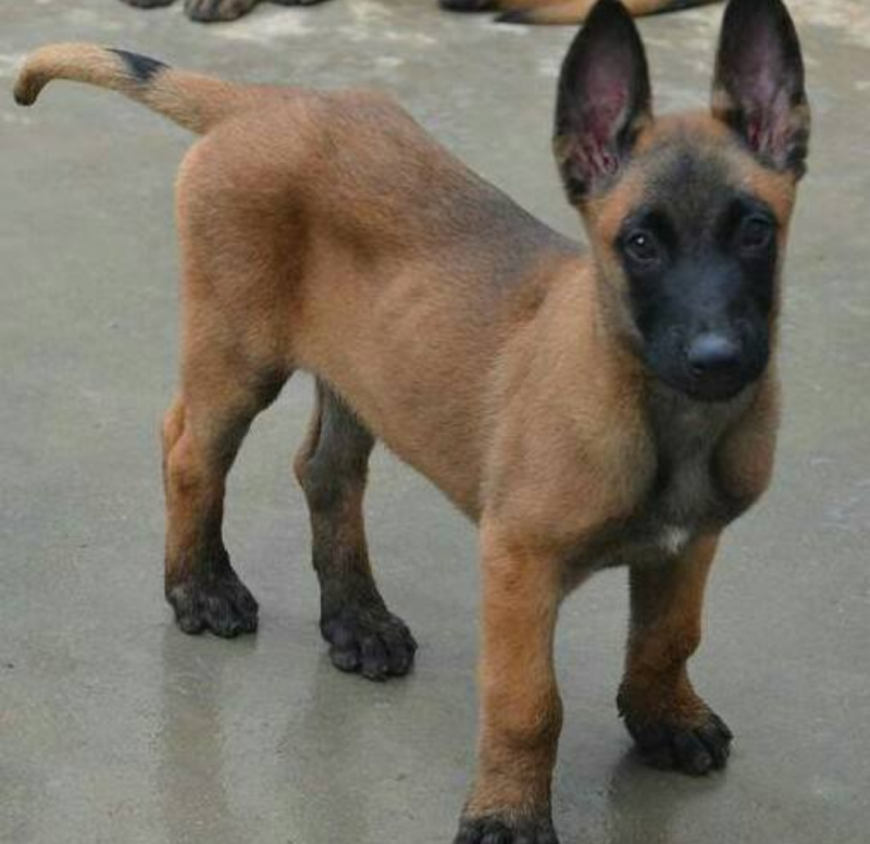马犬科目马犬纯种马犬护卫犬牧羊犬品种齐全，包邮