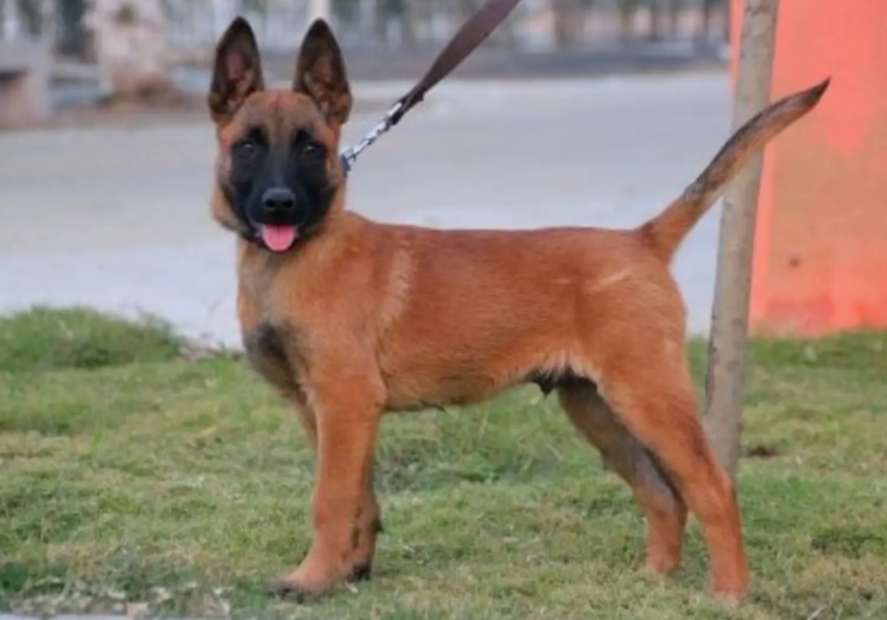 马犬科目马犬纯种马犬护卫犬牧羊犬品种齐全，包邮