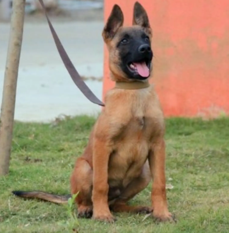 马犬科目马犬纯种马犬护卫犬牧羊犬品种齐全，包邮