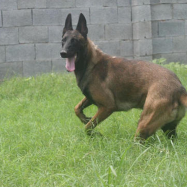 马犬科目马犬纯种马犬护卫犬牧羊犬品种齐全，包邮