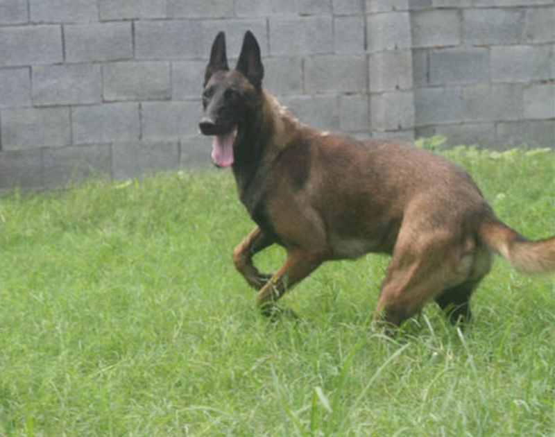 马犬科目马犬纯种马犬护卫犬牧羊犬品种齐全，包邮