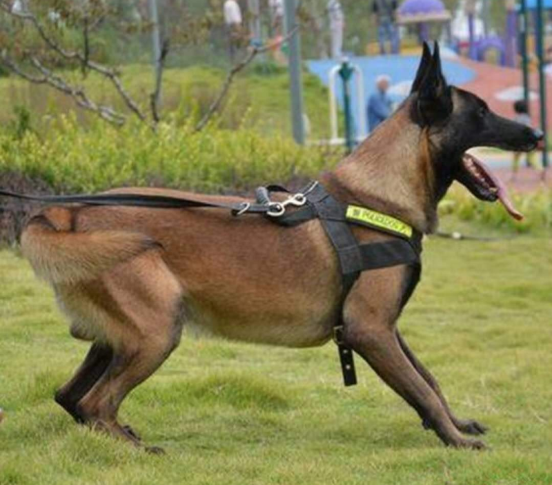 马犬科目马犬纯种马犬护卫犬牧羊犬品种齐全，包邮