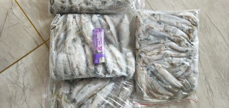 桃花鱼小嘴马口鱼冷水鱼大量出货