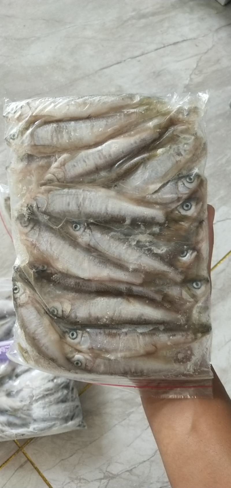 桃花鱼小嘴马口鱼冷水鱼大量出货