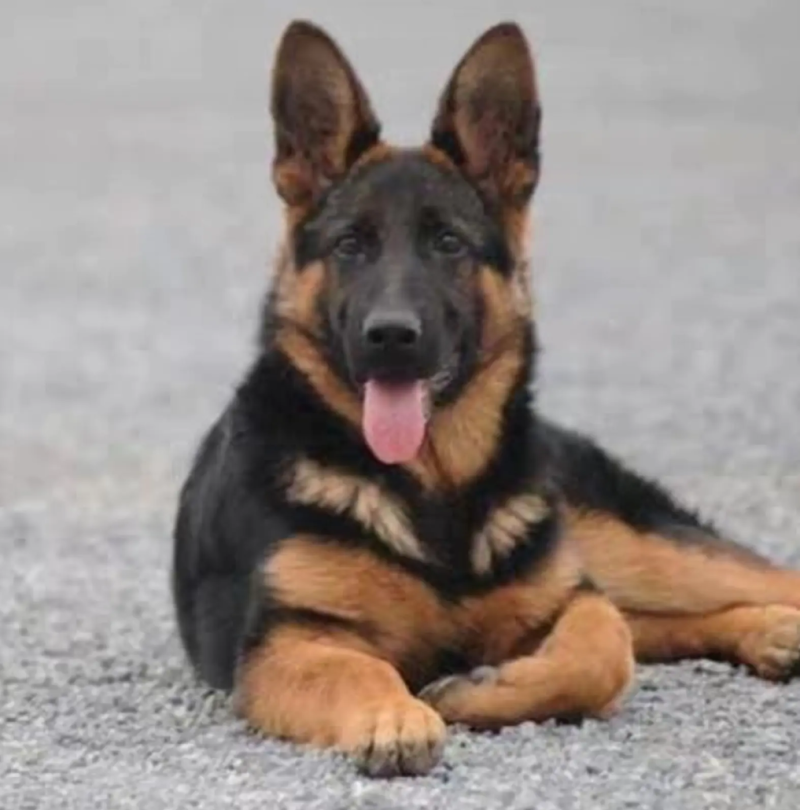 纯种德牧，疫苗齐全，护卫犬，牧羊犬，放羊犬全国包邮