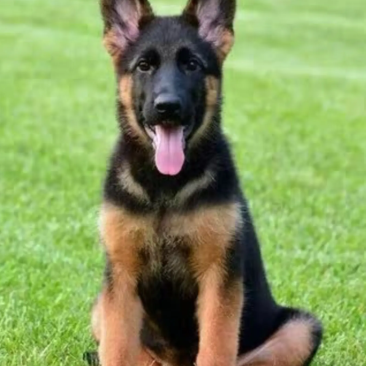 纯种德牧，疫苗齐全，护卫犬，牧羊犬，放羊犬全国包邮