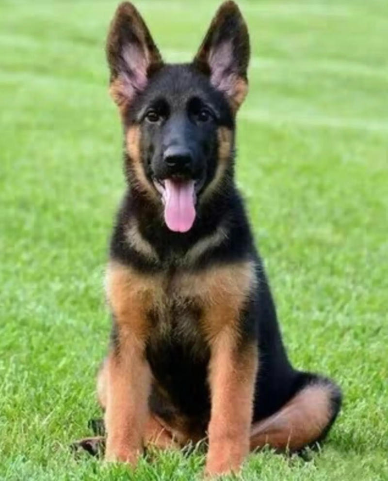 纯种德牧，疫苗齐全，护卫犬，牧羊犬，放羊犬全国包邮
