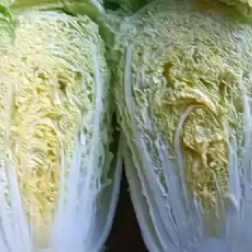 出售泡菜厂酸菜厂黄心大白菜黑龙江大白菜大量出售产地直销