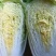 出售泡菜厂酸菜厂黄心大白菜黑龙江大白菜大量出售产地直销