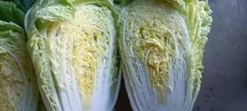 出售泡菜厂酸菜厂黄心大白菜黑龙江大白菜大量出售产地直销