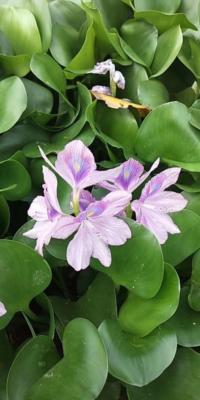 水葫芦，凤眼兰，净化水质，四季常青，绿化环境，水生植物
