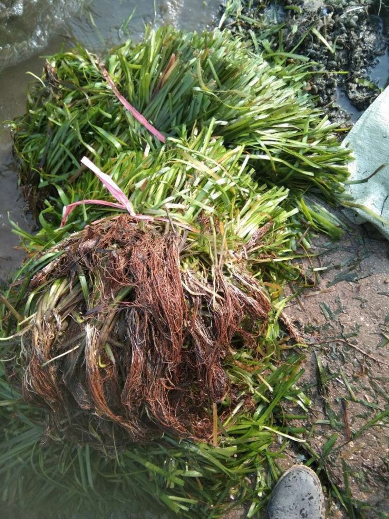 水葫芦，凤眼兰，净化水质，四季常青，绿化环境，水生植物