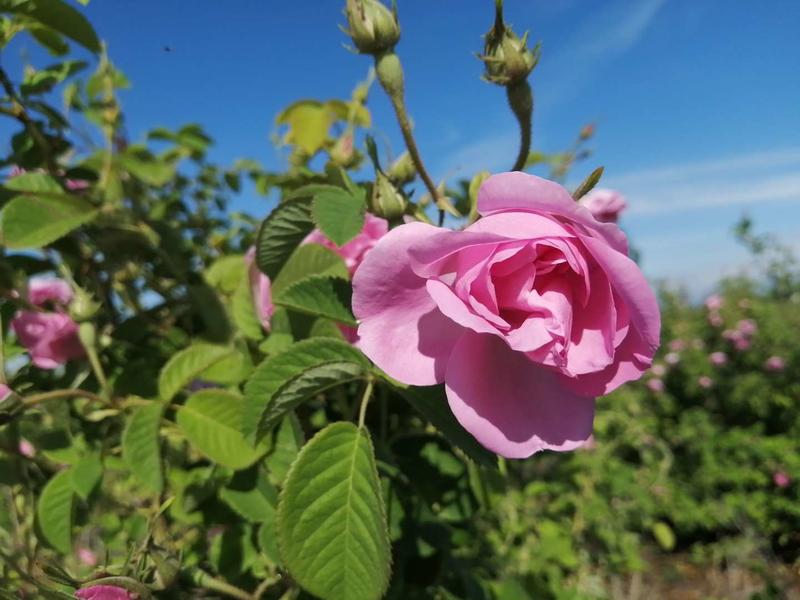 新疆大马士革玫瑰纯露一斤起售可招全国代理商