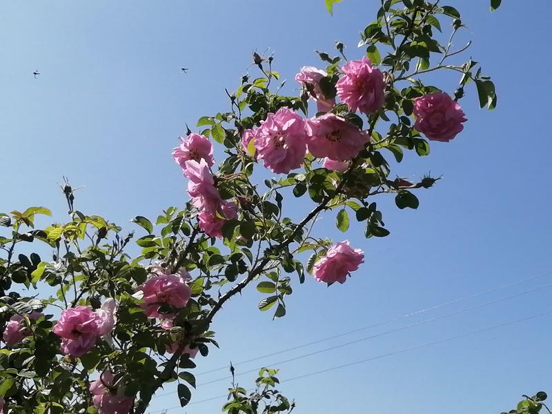 新疆大马士革玫瑰纯露一斤起售可招全国代理商