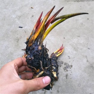 睡莲苗，净化水质，花叶美人蕉，菱角苗常绿大苦藻