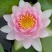 睡莲苗，净化水质，花叶美人蕉，菱角苗常绿大苦藻