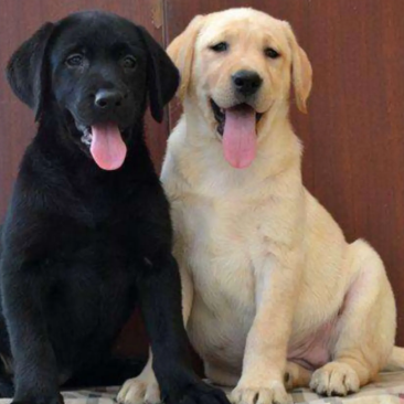 纯种拉布拉多拉多幼犬导盲犬宠物犬狗崽疫苗齐全