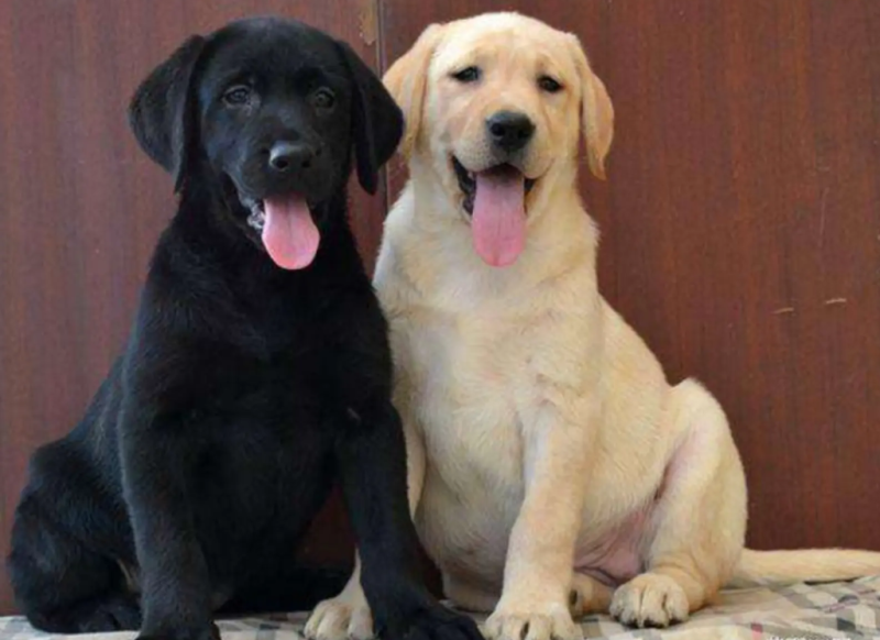 纯种拉布拉多拉多幼犬导盲犬宠物犬狗崽疫苗齐全