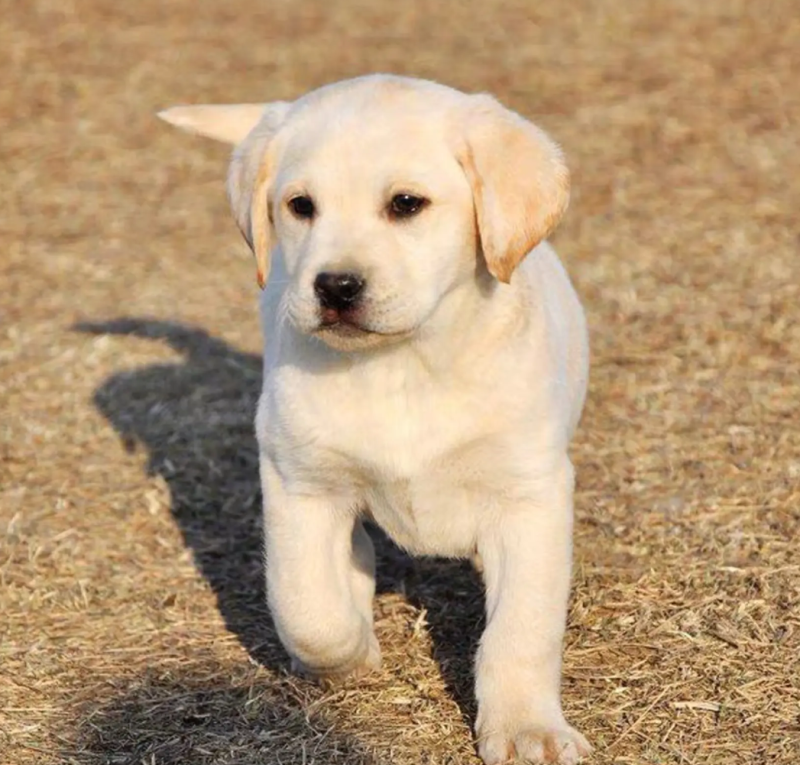 纯种拉布拉多拉多幼犬导盲犬宠物犬狗崽疫苗齐全