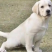 纯种拉布拉多拉多幼犬导盲犬宠物犬狗崽疫苗齐全