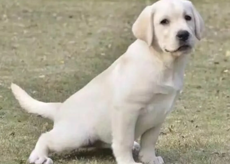 纯种拉布拉多拉多幼犬导盲犬宠物犬狗崽疫苗齐全