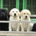 纯种拉布拉多拉多幼犬导盲犬宠物犬狗崽疫苗齐全