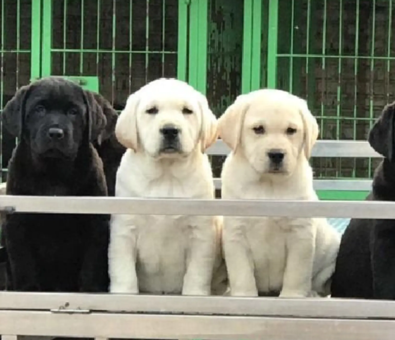 纯种拉布拉多拉多幼犬导盲犬宠物犬狗崽疫苗齐全