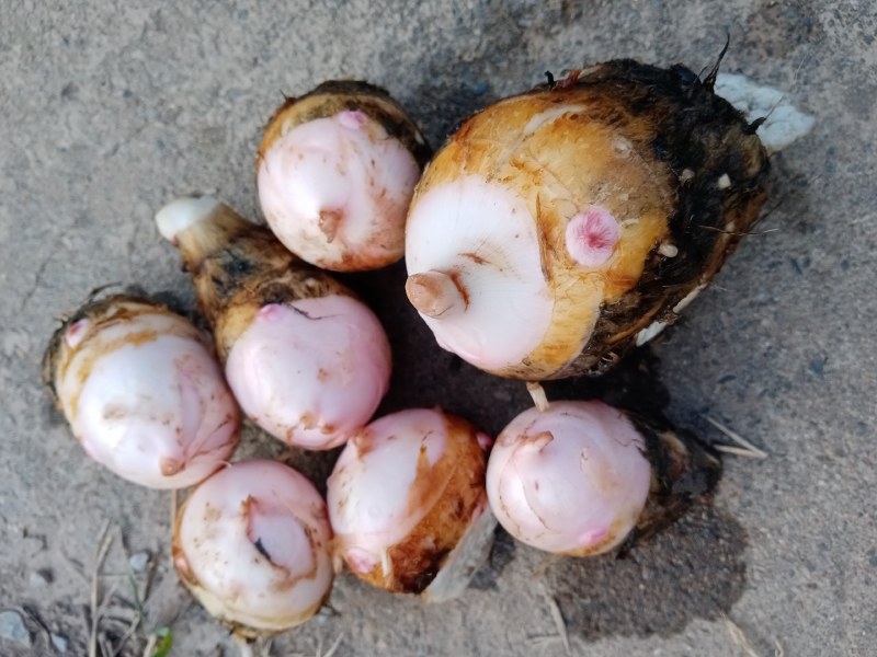 ，红芽芋糯，而又不腻包汤