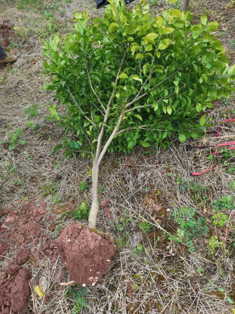 耙耙柑苗，大雅一号苗，沃柑苗，及各种果树苗供应