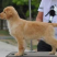 基地直供纯种金毛犬疫苗驱虫齐全金毛幼犬全国包邮