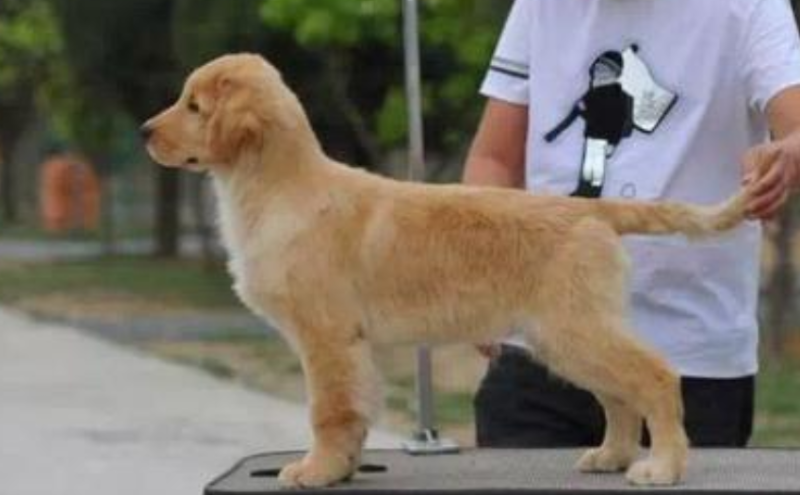 基地直供纯种金毛犬疫苗驱虫齐全金毛幼犬全国包邮