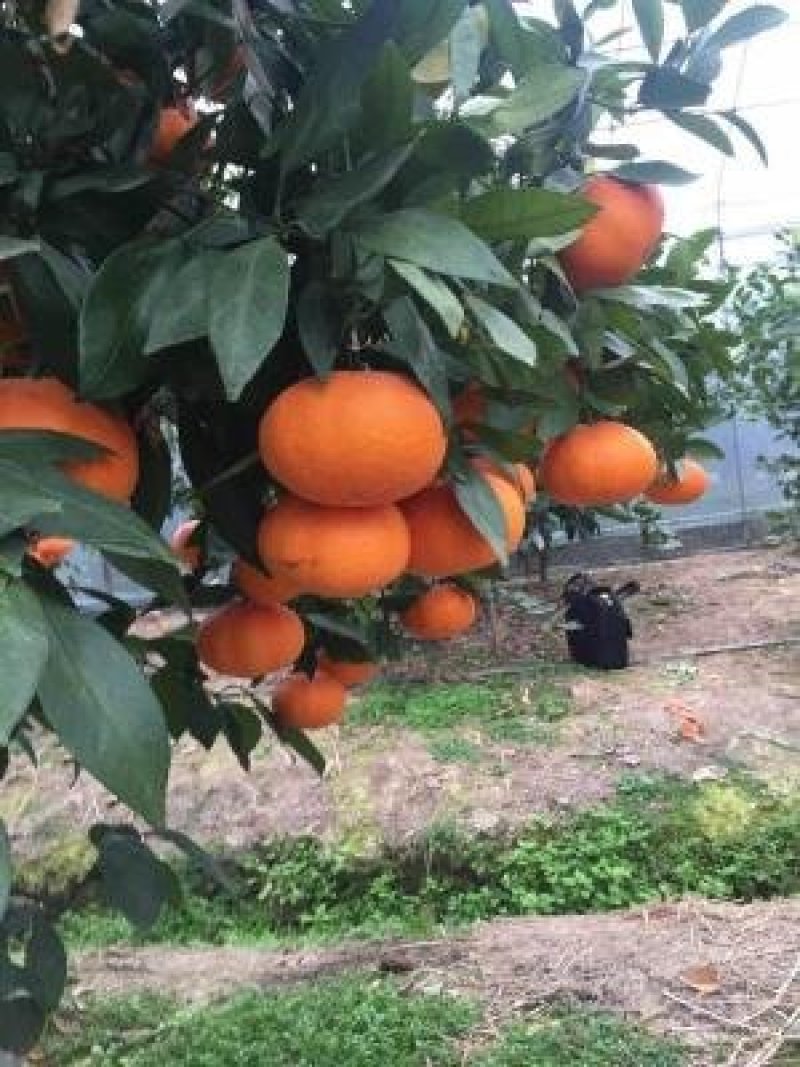 明日见，甘平苗与其他优良品质果苗。