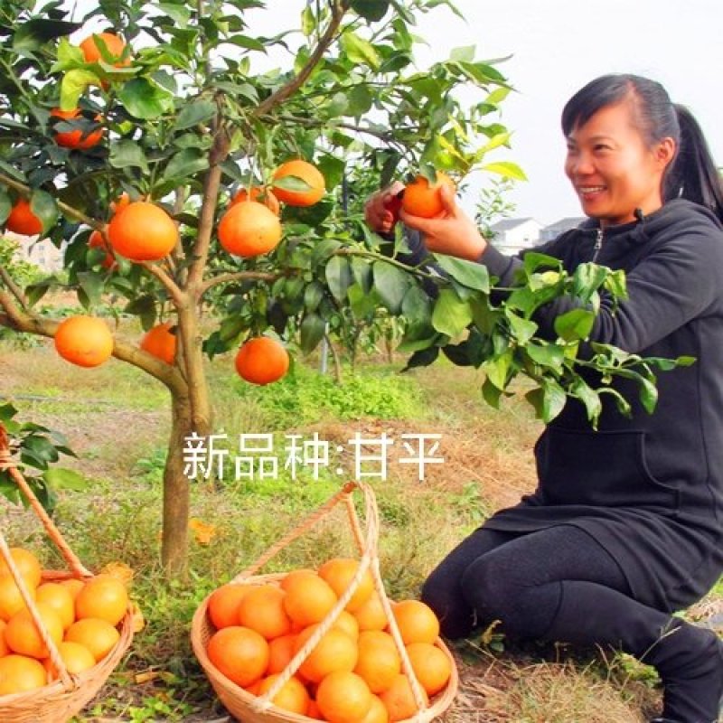 明日见，甘平苗与其他优良品质果苗。