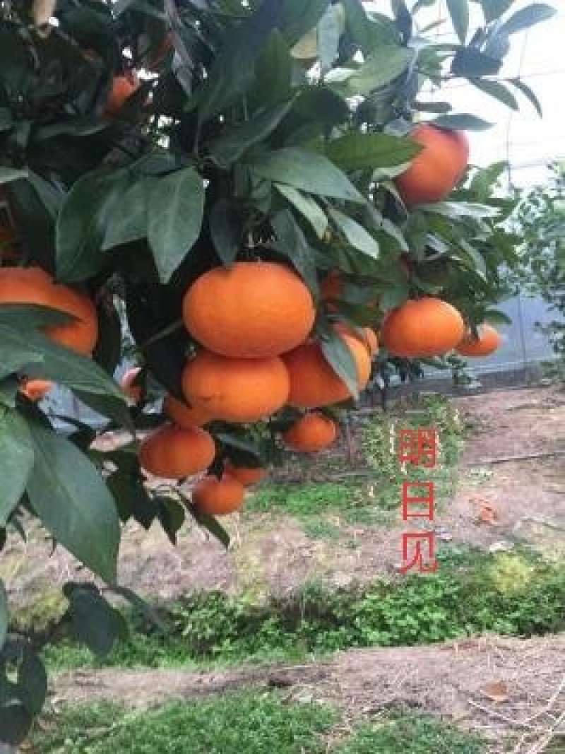 明日见，甘平苗与其他优良品质果苗。