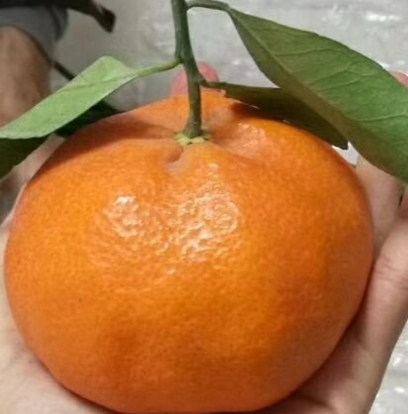 明日见，甘平苗与其他优良品质果苗。