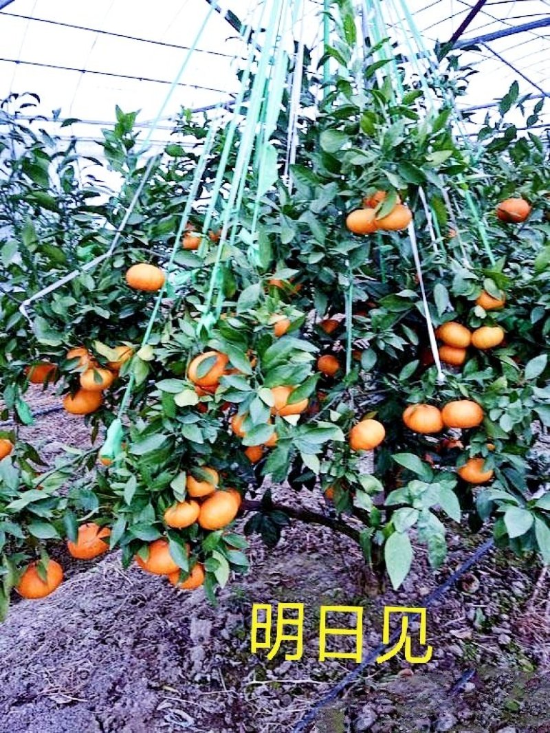 明日见，甘平苗与其他优良品质果苗。