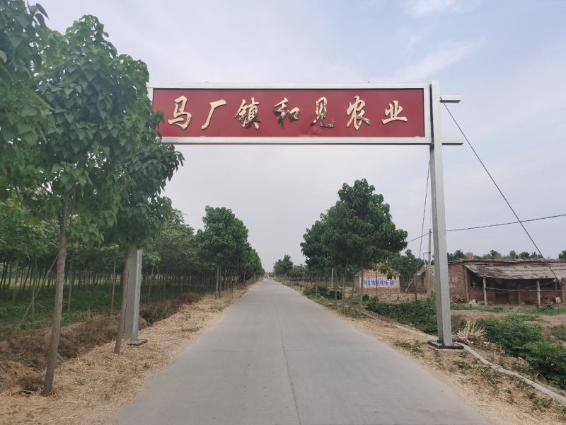 楸树、楸树苗、速生楸树、组培楸树、金丝楸、基地直营、谢谢