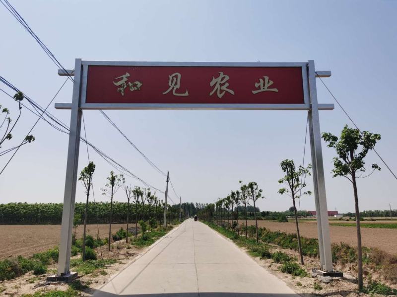 八公分楸树楸树、楸树苗、速生楸树、组培楸树、金丝楸、嫁接