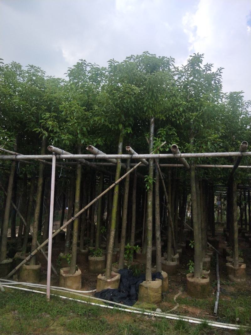 香樟大量出售8～13公分袋苗，市政，公园庭院种植