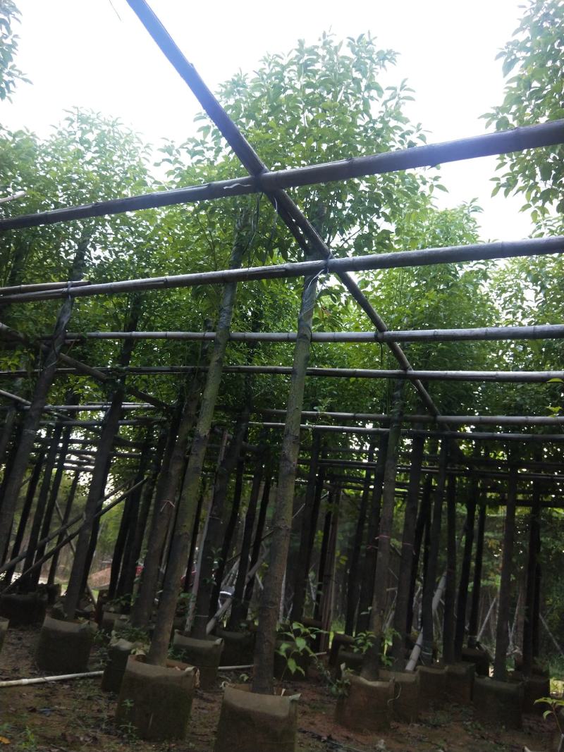 香樟大量出售8～13公分袋苗，市政，公园庭院种植