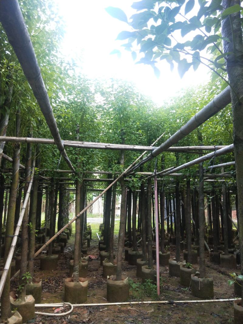 香樟大量出售8～13公分袋苗，市政，公园庭院种植