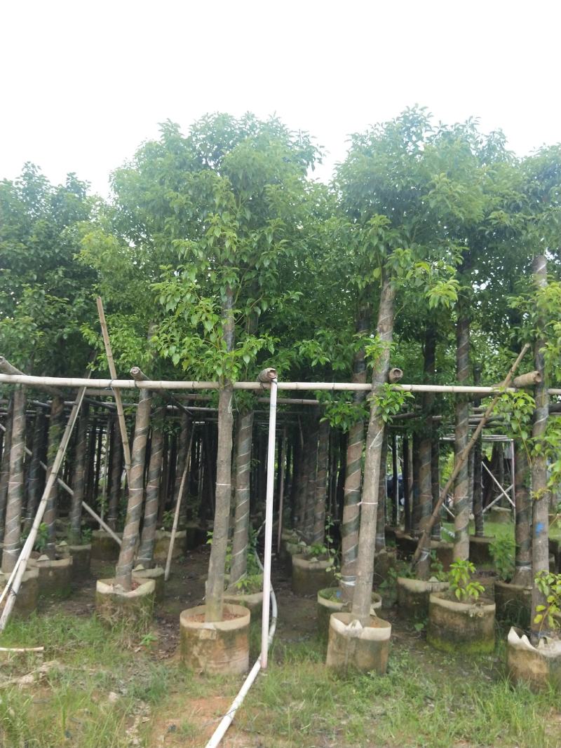 香樟大量出售8～13公分袋苗，市政，公园庭院种植